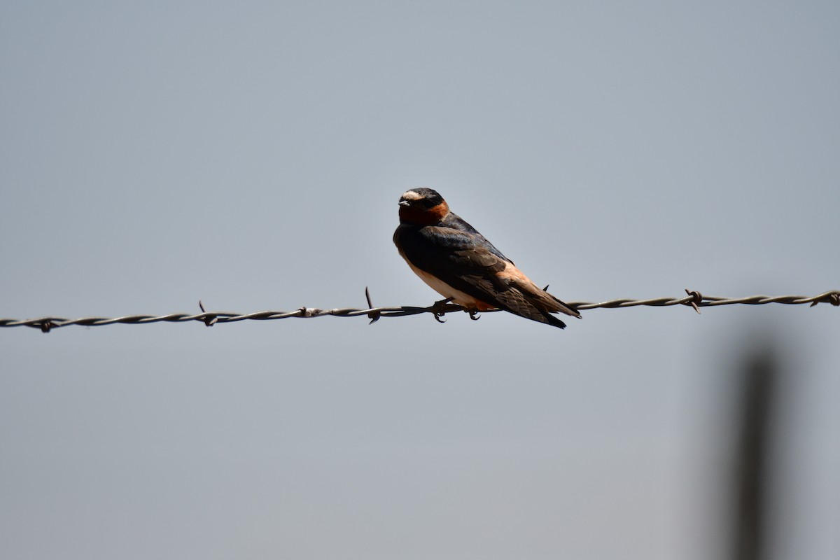 Golondrina Risquera - ML638329091