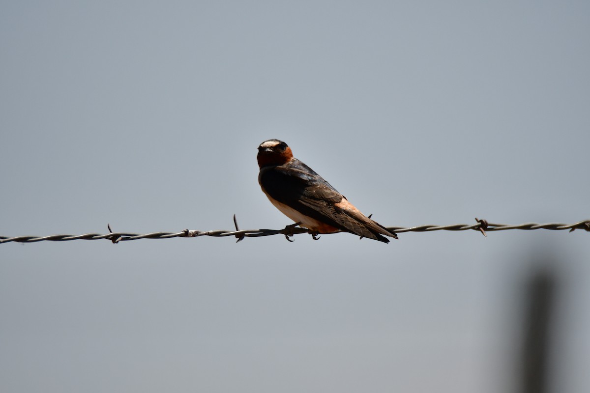 Golondrina Risquera - ML638329092