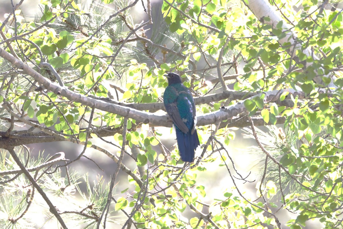 Eared Quetzal - ML638329103