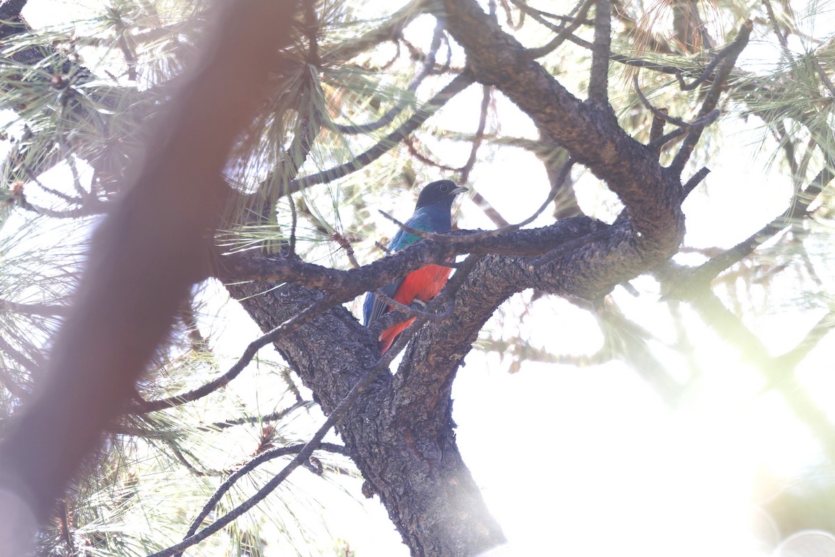 Eared Quetzal - ML638329105
