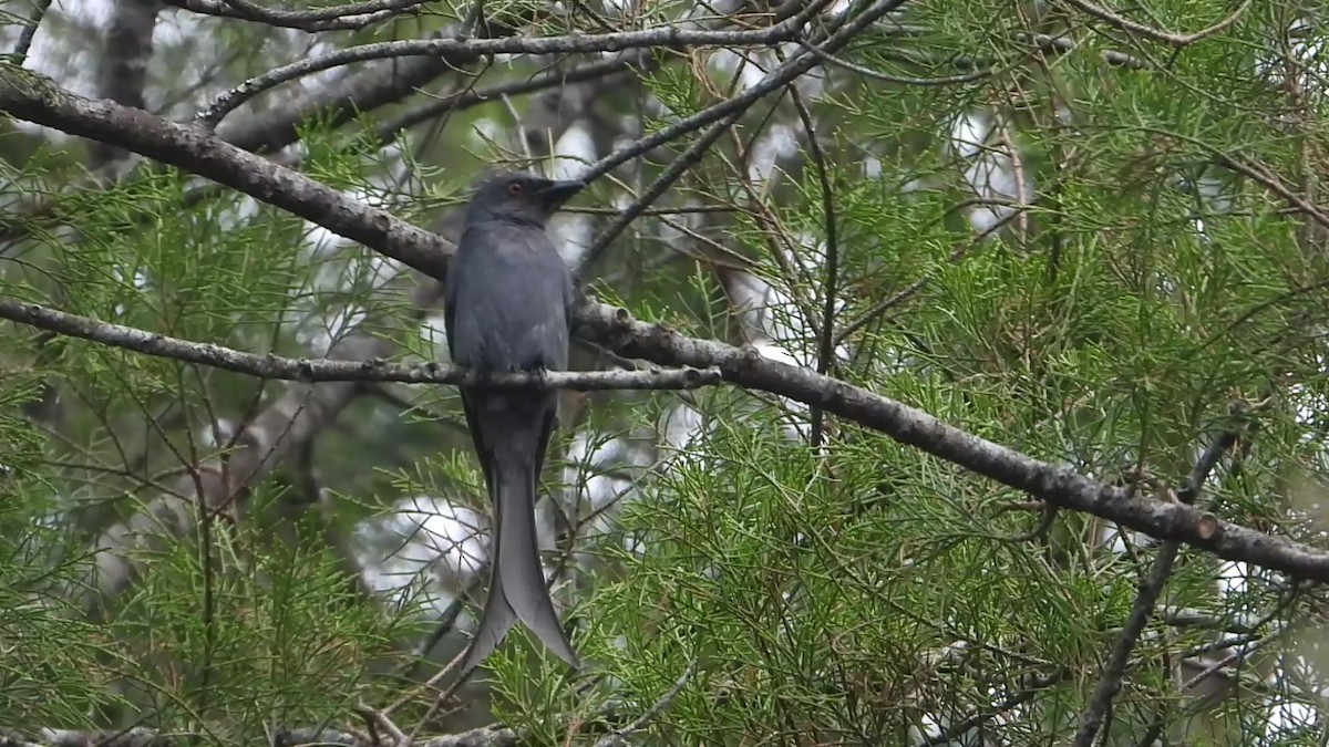 askedrongo - ML638329108