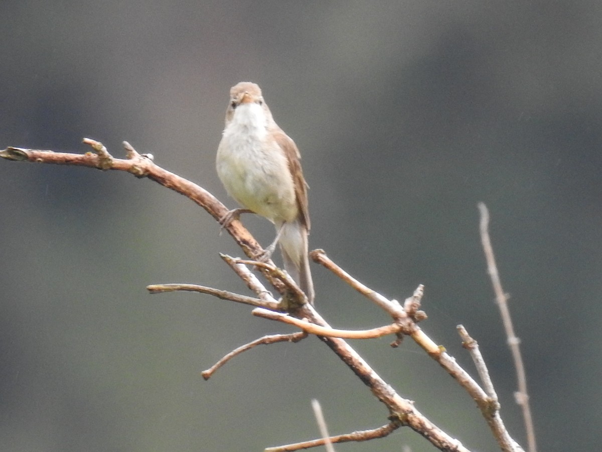 Blyth's Reed Warbler - ML638329130