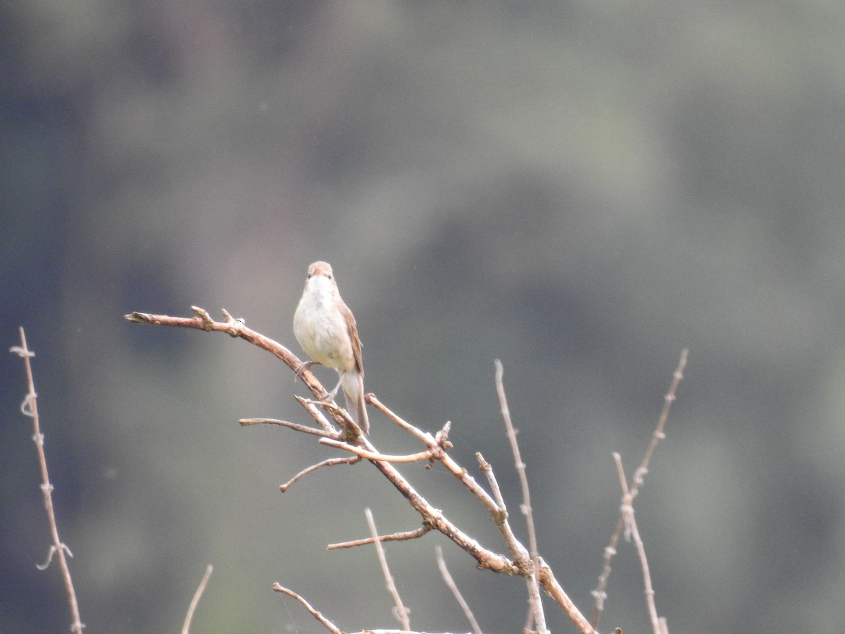 Blyth's Reed Warbler - ML638329131