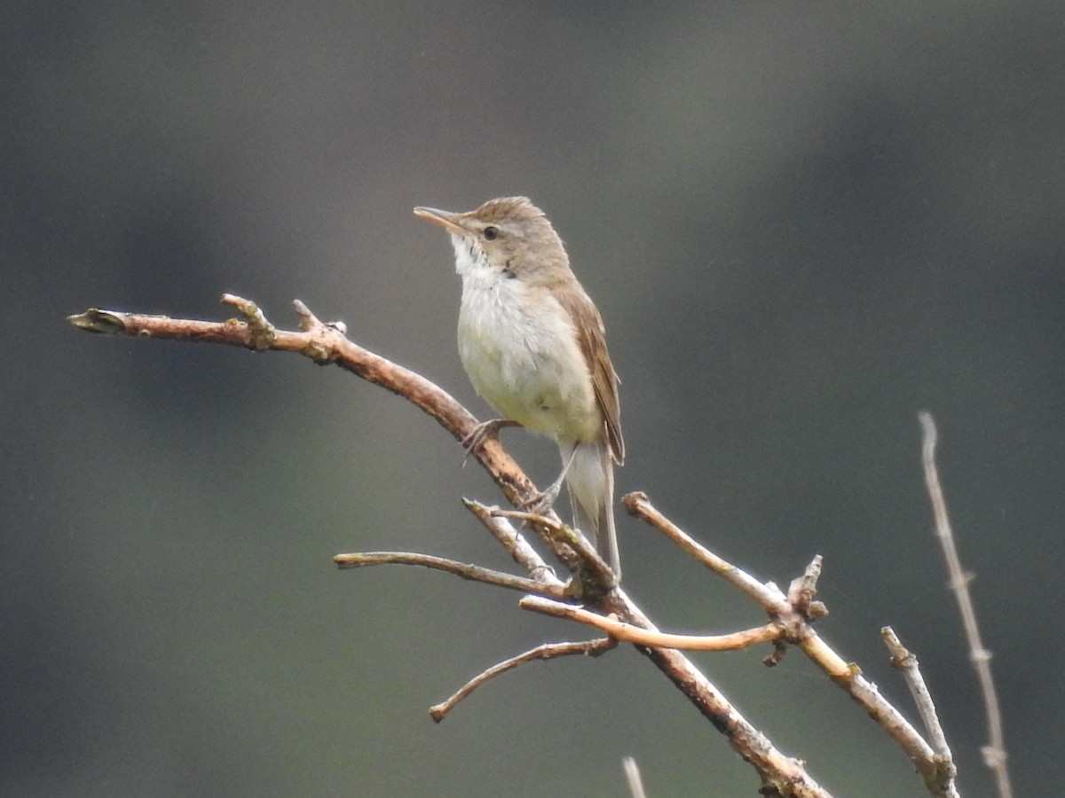 Blyth's Reed Warbler - ML638329132