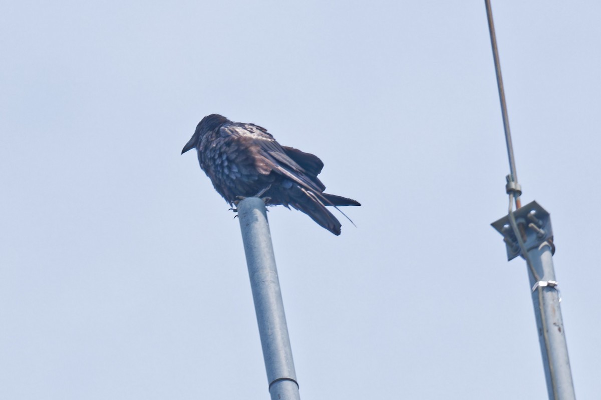 Common Raven - ML638329136