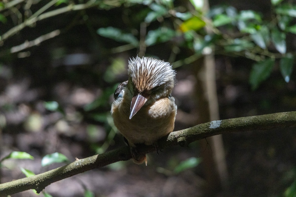 Blue-winged Kookaburra - ML638329139