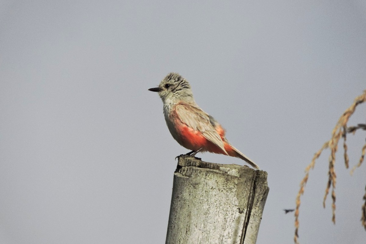 Mosquero Cardenal - ML638329141