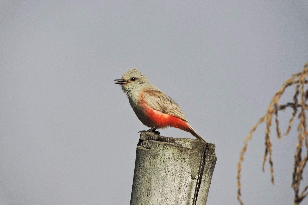 Mosquero Cardenal - ML638329142