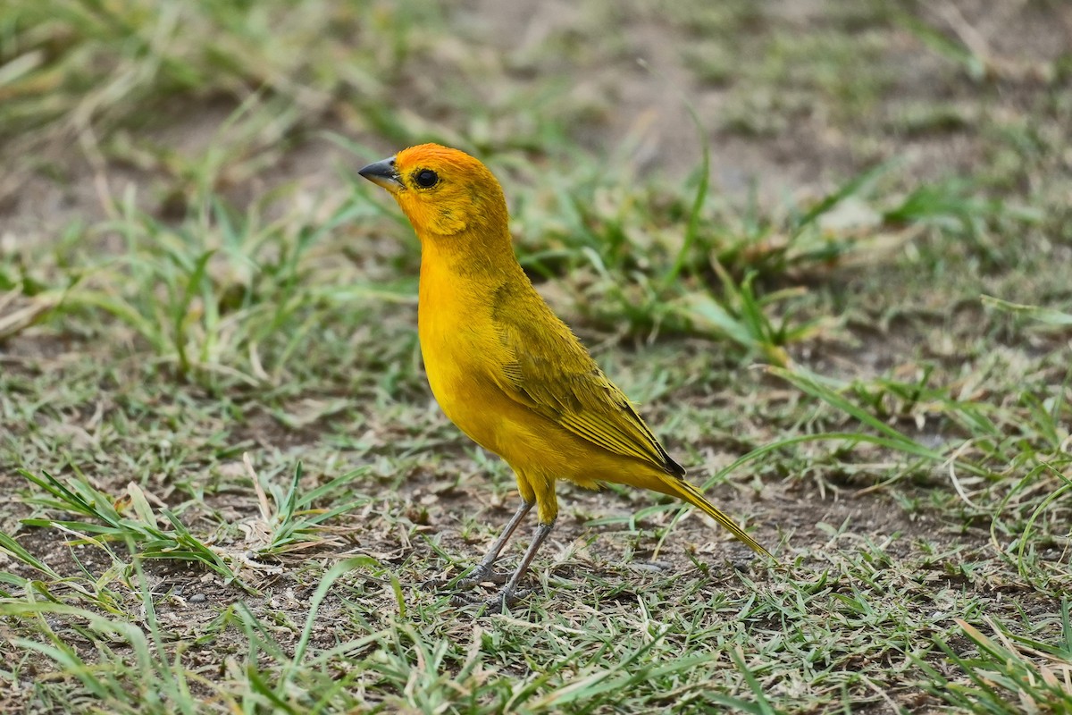 Saffron Finch - ML638329145