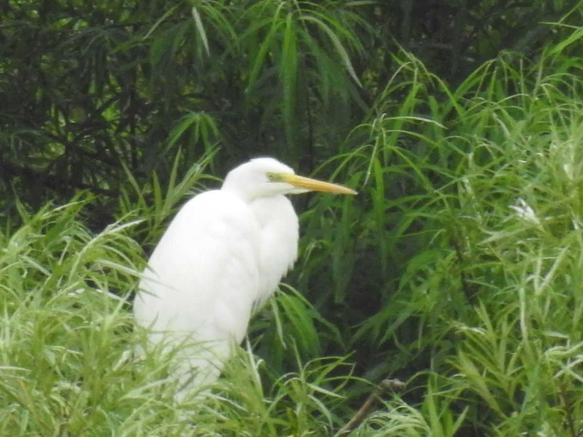 Great Egret - ML638329147