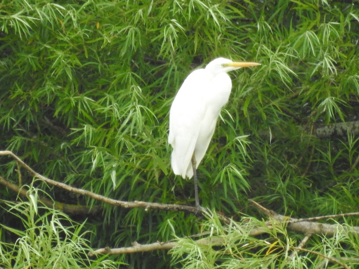 Great Egret - ML638329148