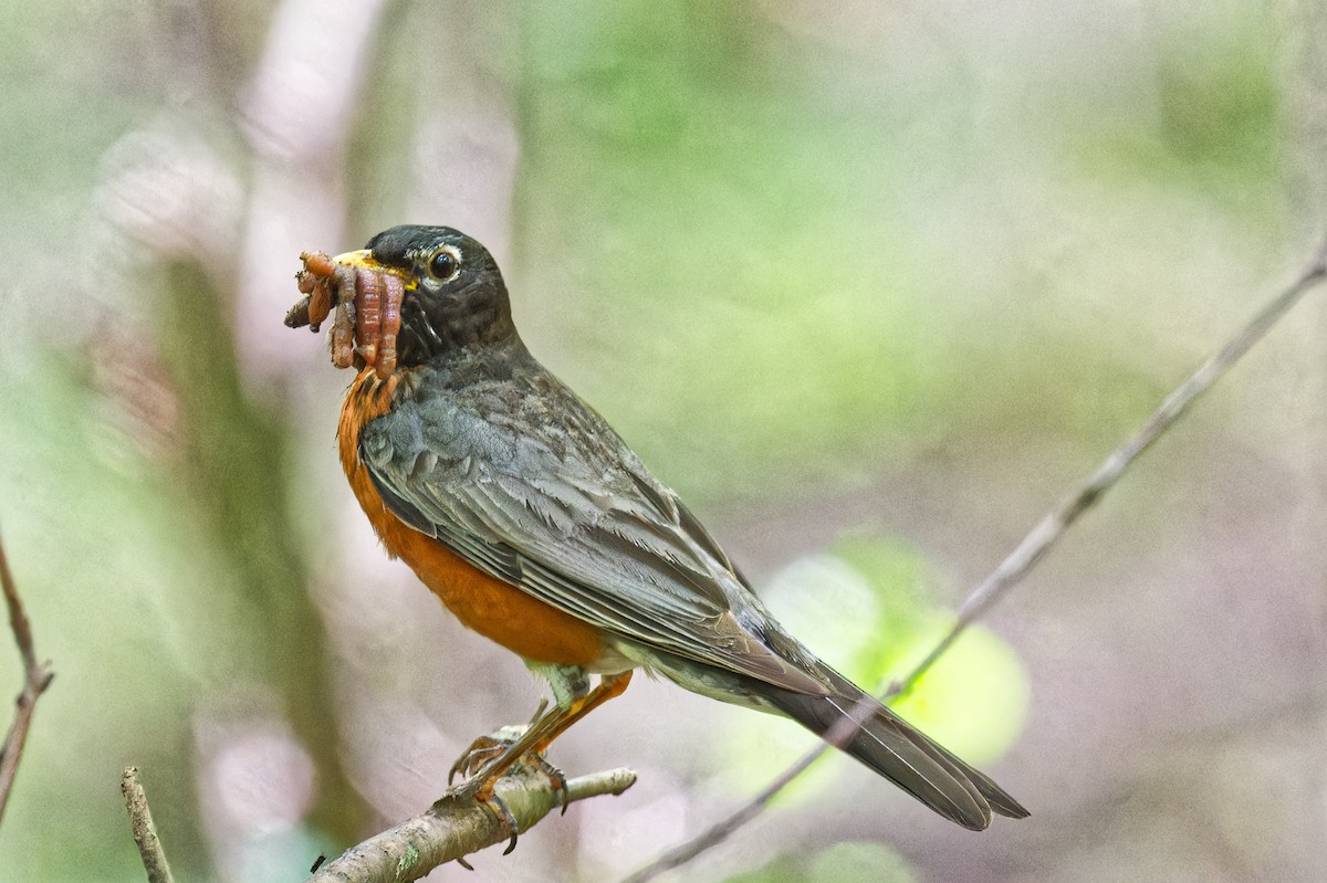 American Robin - ML638329149