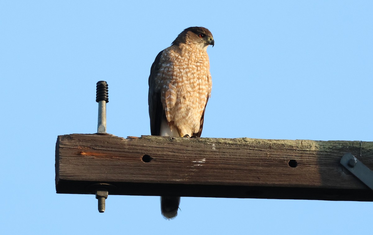 Cooper's Hawk - ML638329153