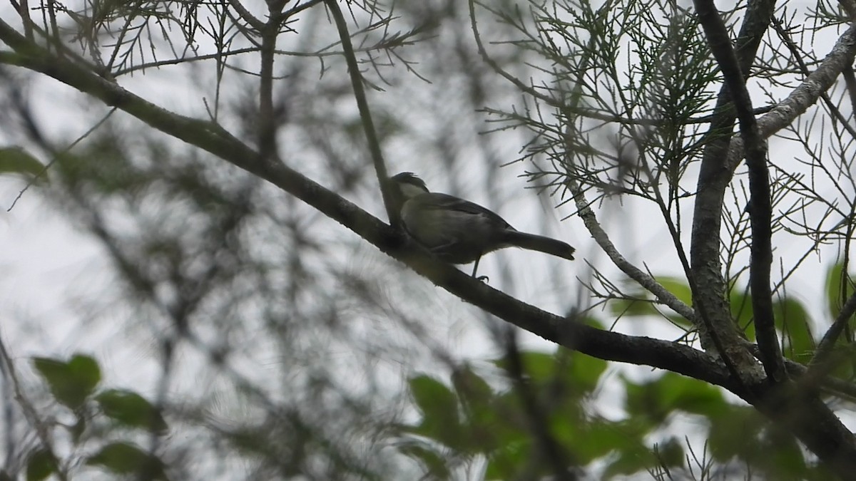 Asian Tit - ML638329166