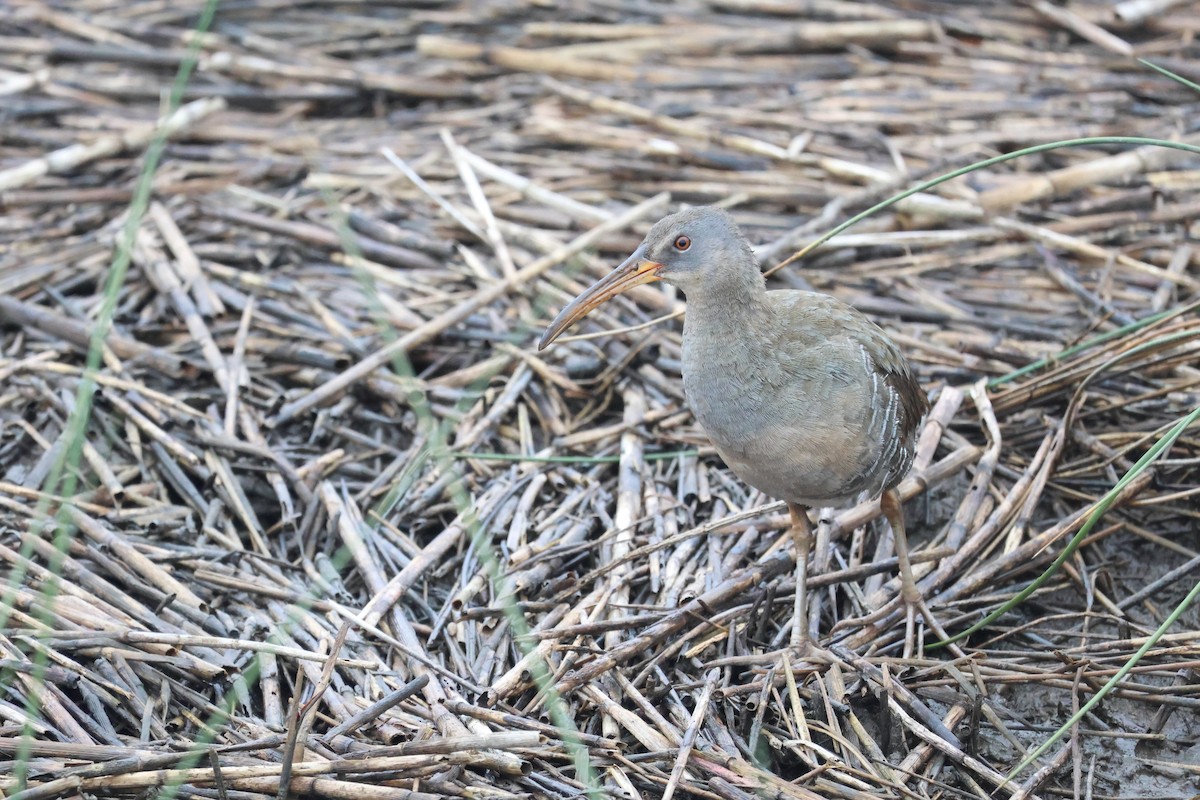 Clapper Rail - ML638329170