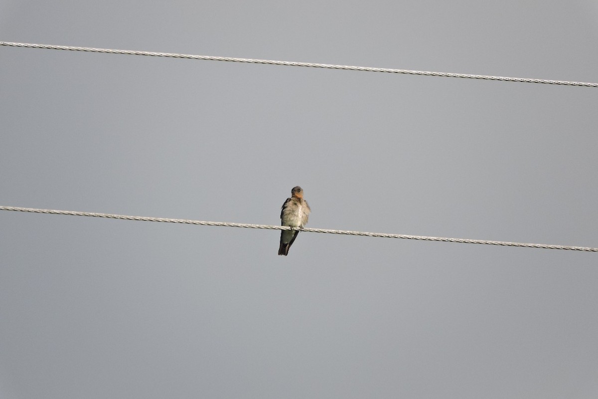 Golondrina Gorjirrufa - ML638329173