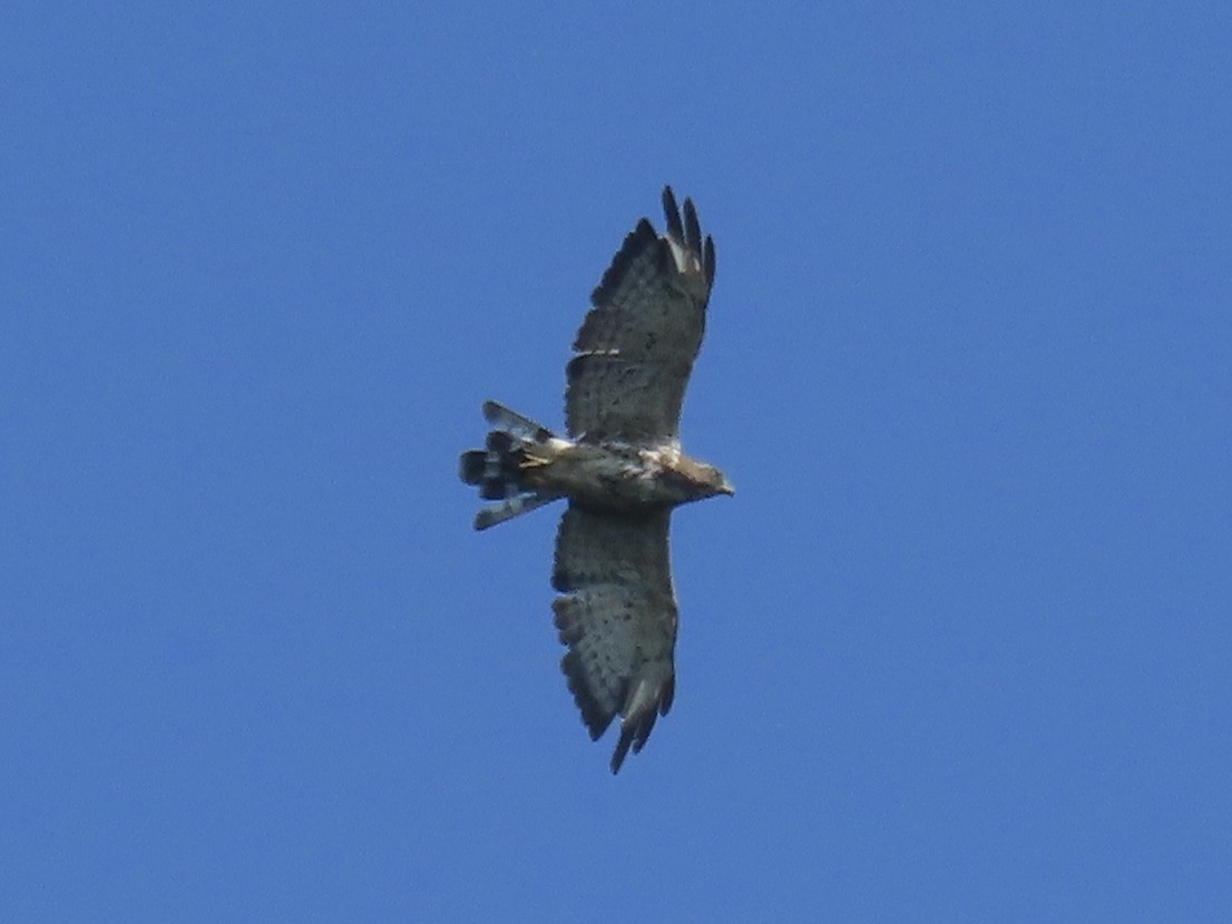 Broad-winged Hawk (Northern) - ML638329177
