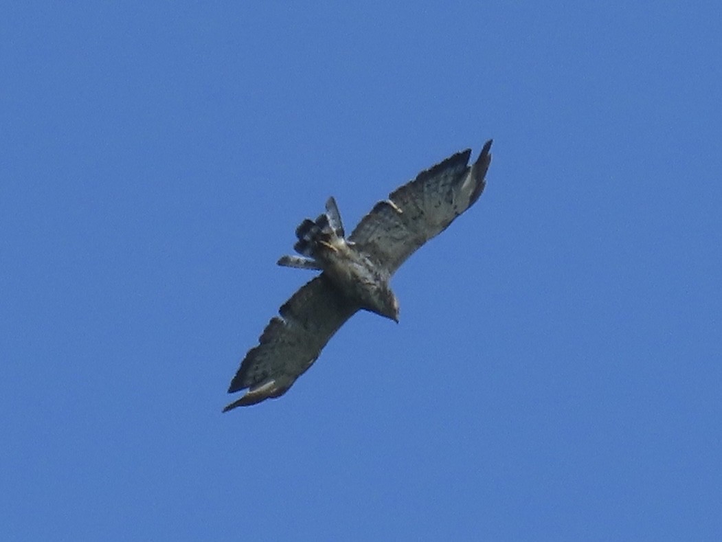 Broad-winged Hawk (Northern) - ML638329178