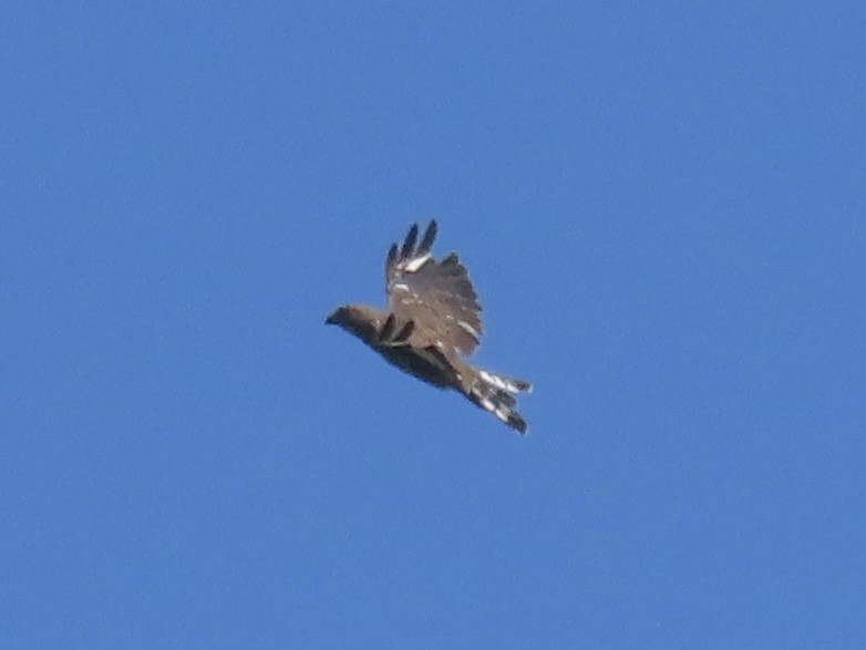Broad-winged Hawk (Northern) - ML638329179