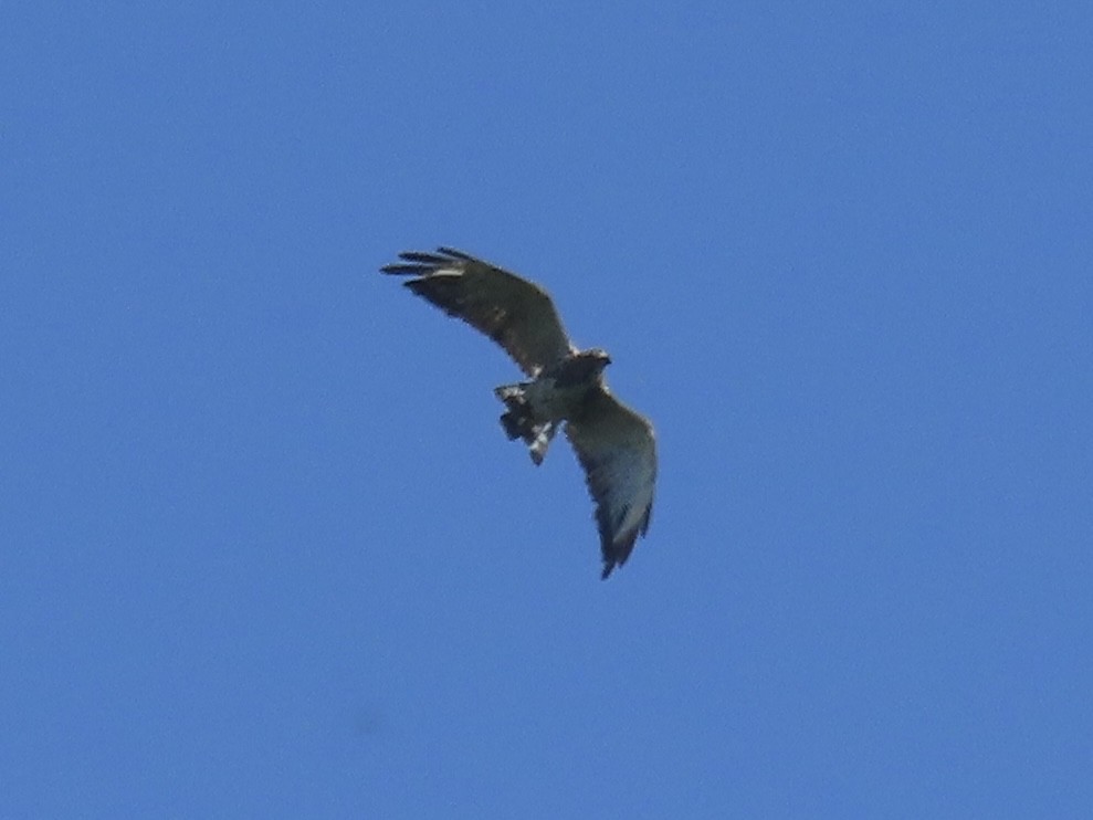Broad-winged Hawk (Northern) - ML638329180