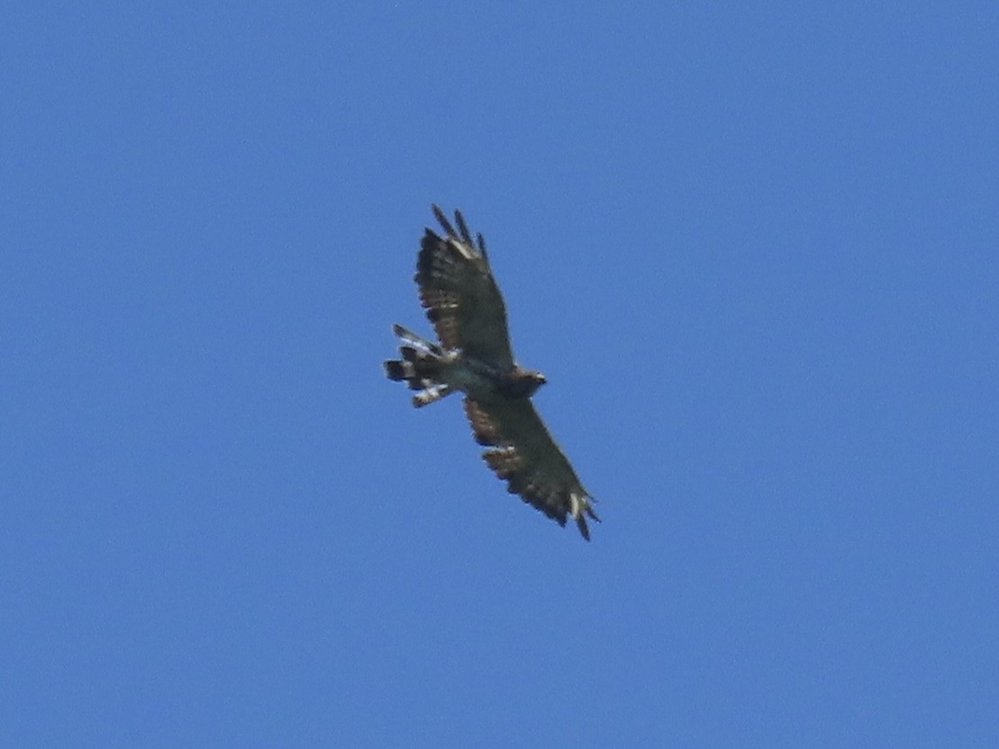 Broad-winged Hawk (Northern) - ML638329182