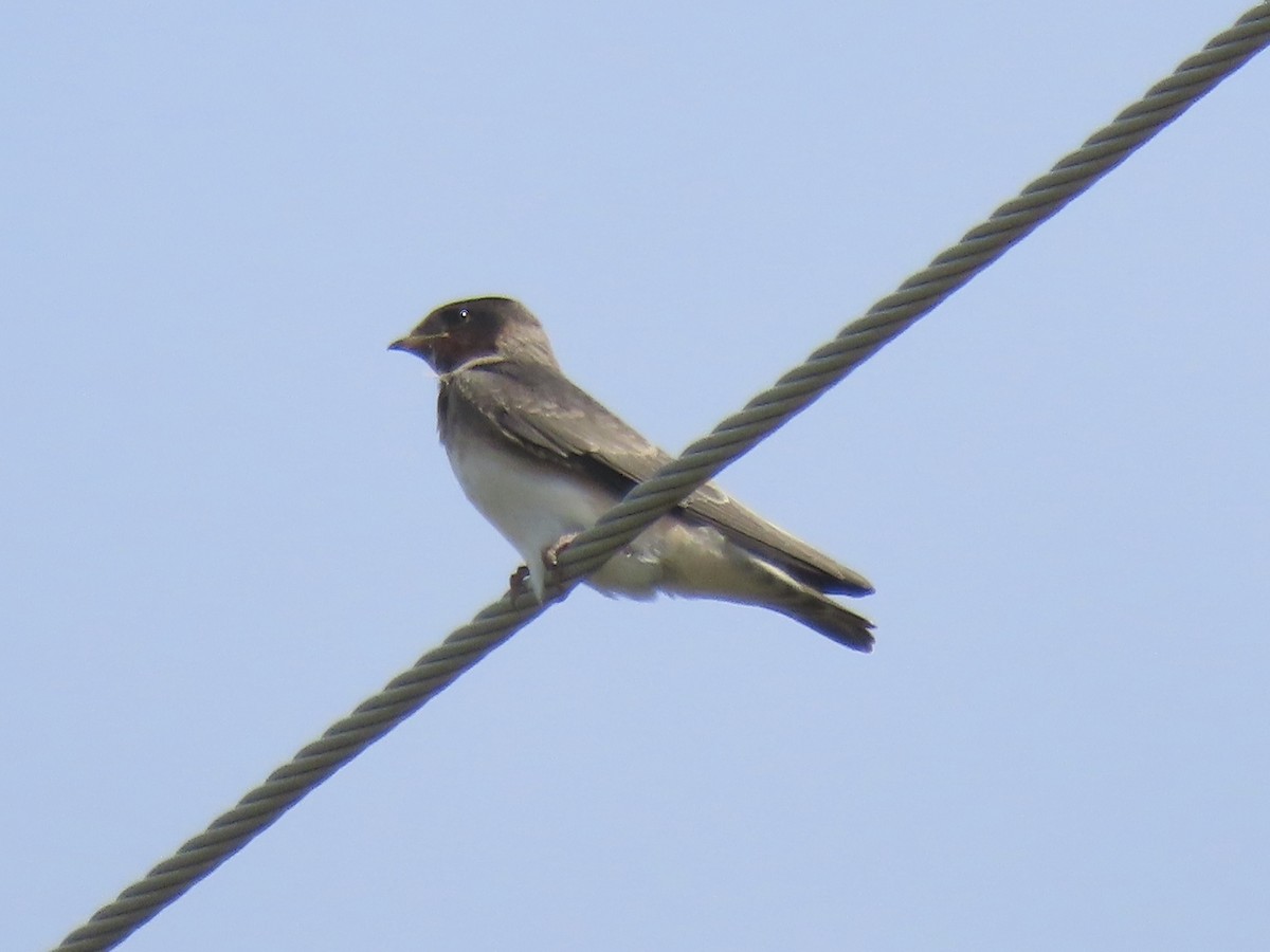 Golondrina Risquera (grupo pyrrhonota) - ML638329189