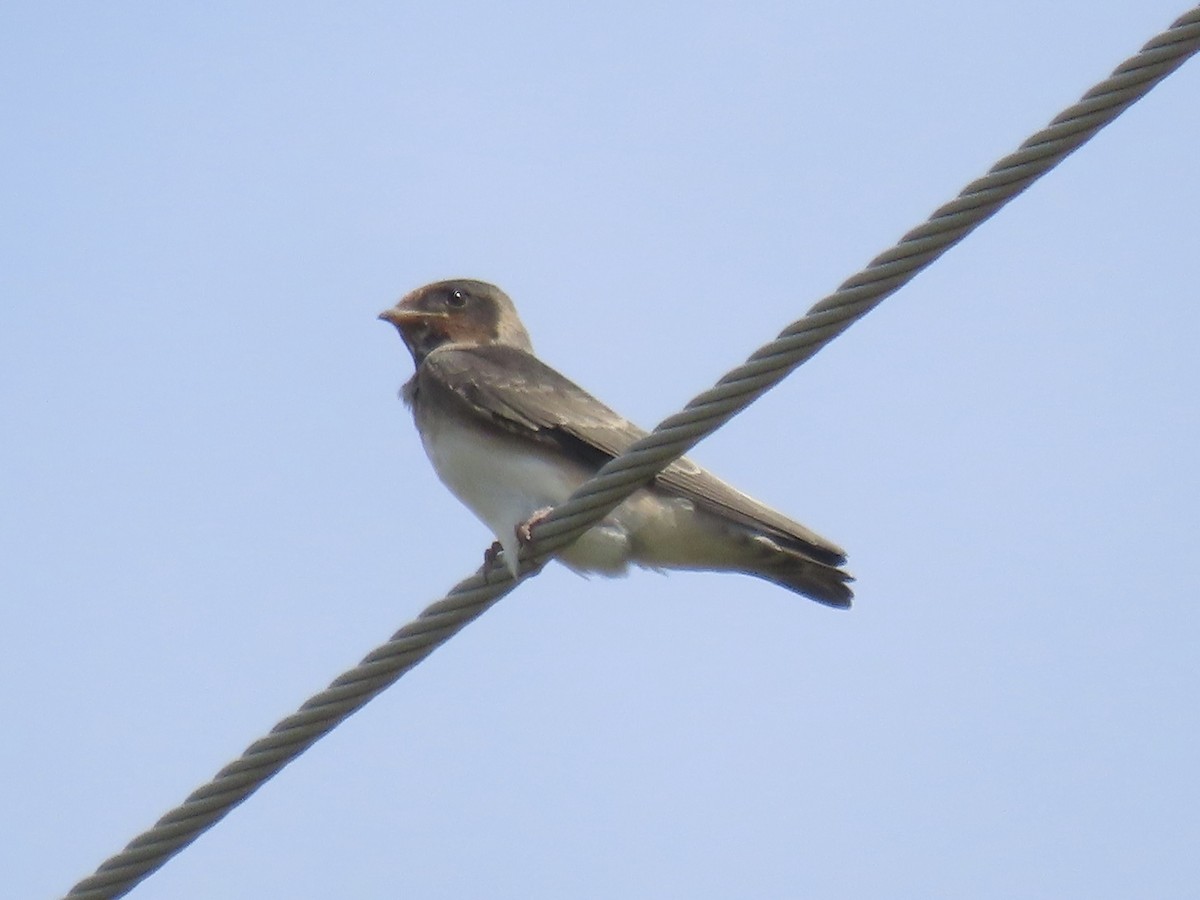 Golondrina Risquera (grupo pyrrhonota) - ML638329190