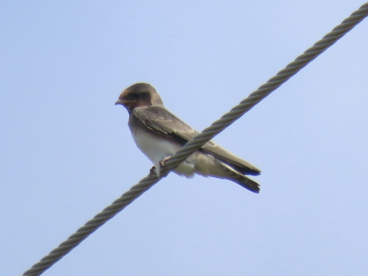 Golondrina Risquera (grupo pyrrhonota) - ML638329191
