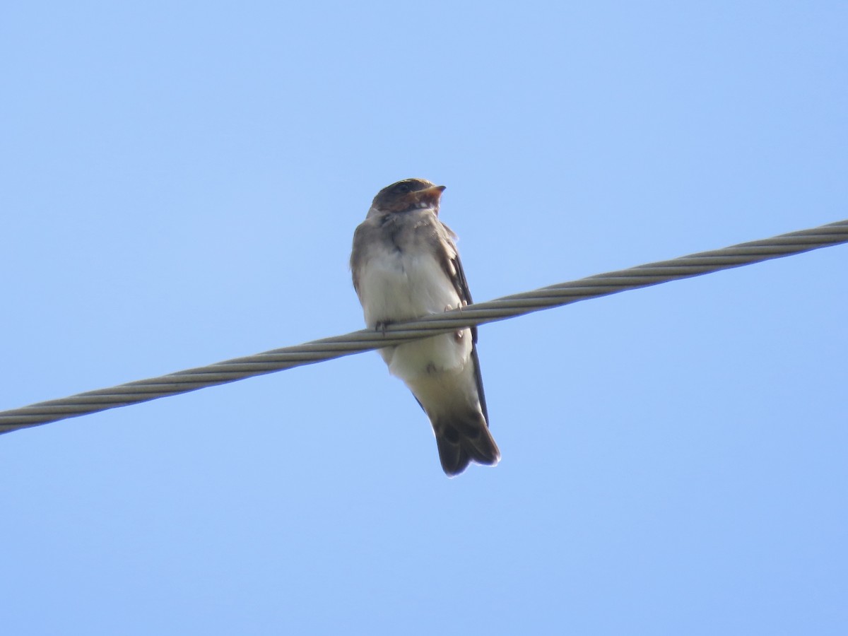 Golondrina Risquera (grupo pyrrhonota) - ML638329194