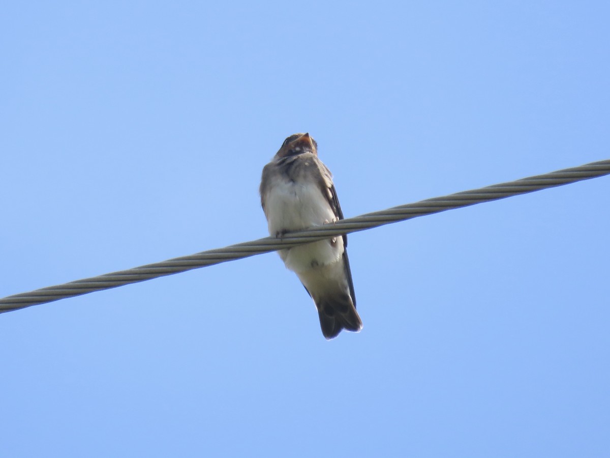 Golondrina Risquera (grupo pyrrhonota) - ML638329195