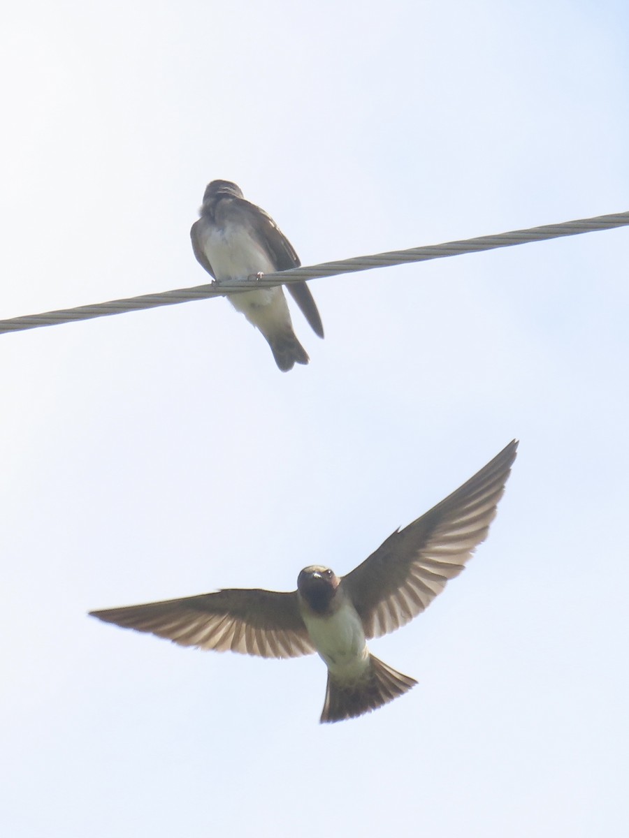 Golondrina Risquera (grupo pyrrhonota) - ML638329197