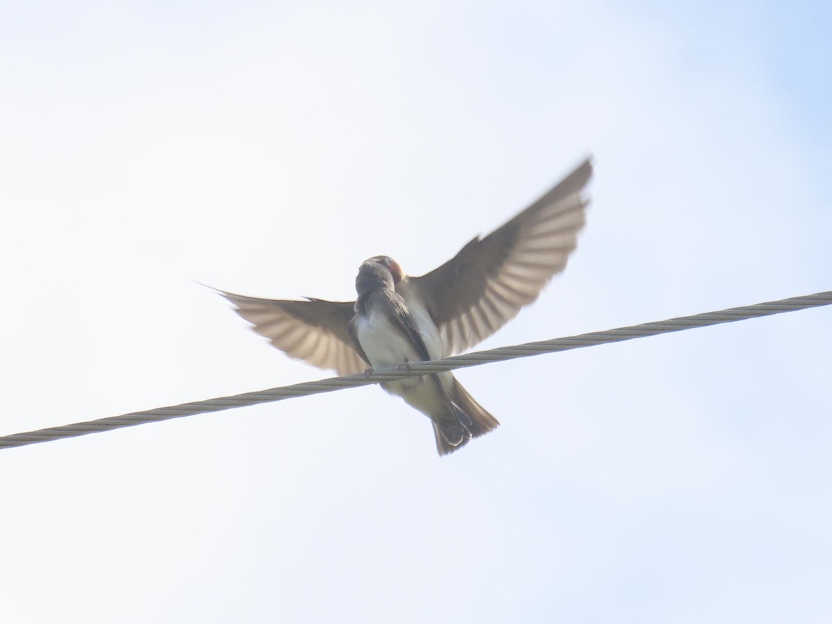 Golondrina Risquera (grupo pyrrhonota) - ML638329198