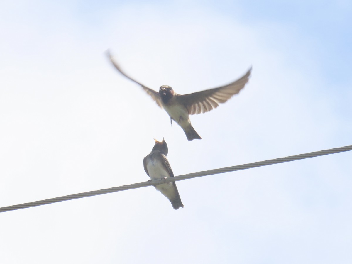 Golondrina Risquera (grupo pyrrhonota) - ML638329199