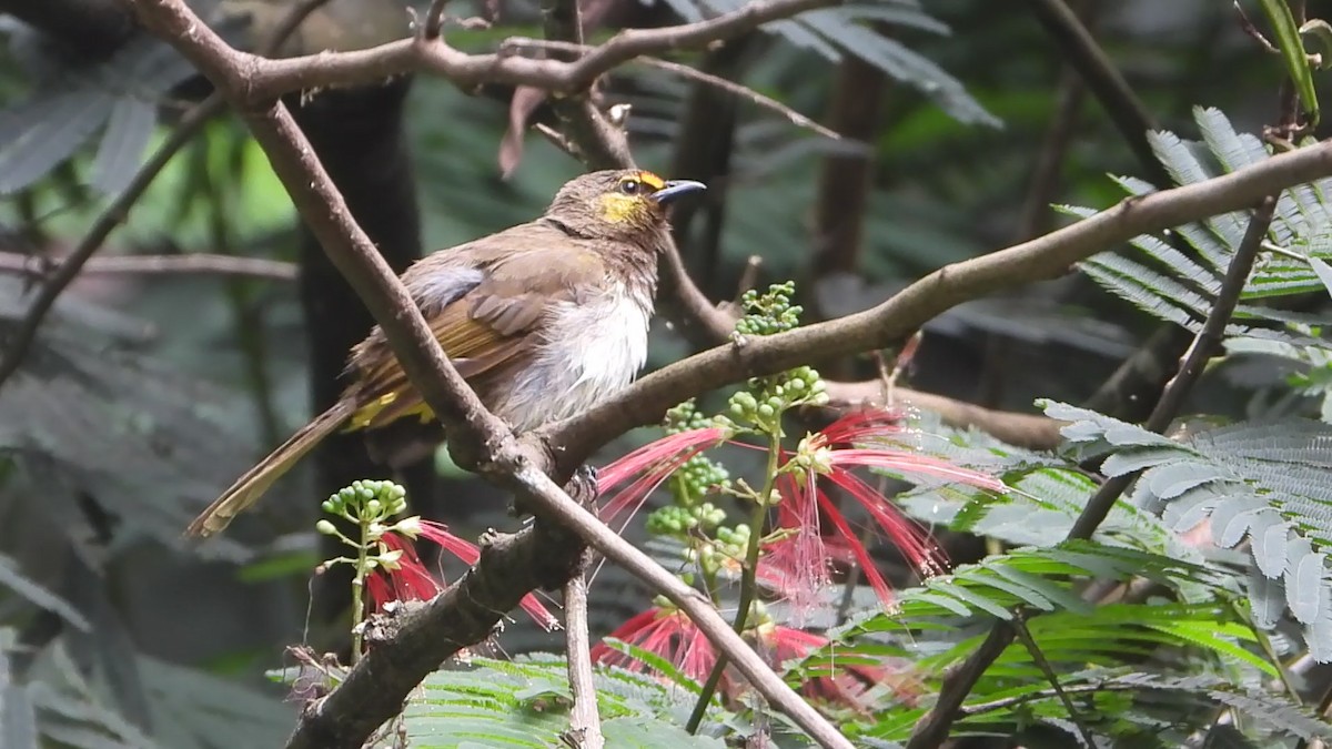 Orange-spotted Bulbul - ML638329204