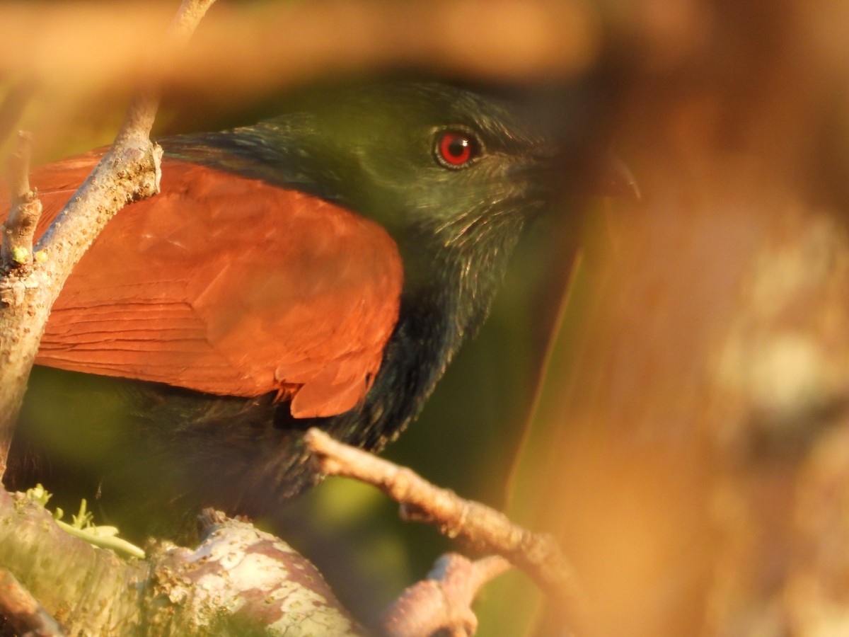 Malagasy Coucal - ML638329206