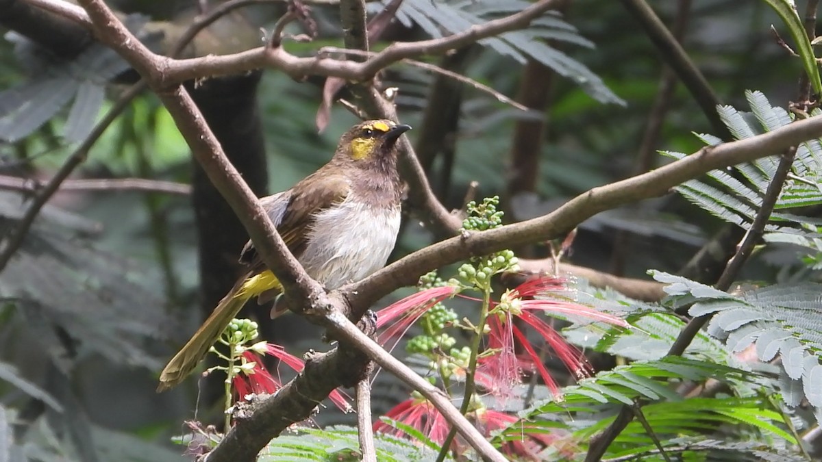 Orange-spotted Bulbul - ML638329214
