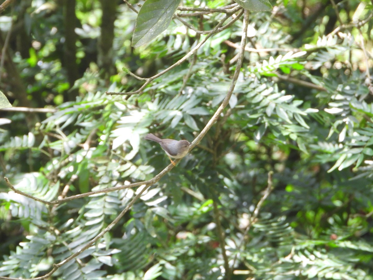 Pygmy Tit - ML638329231