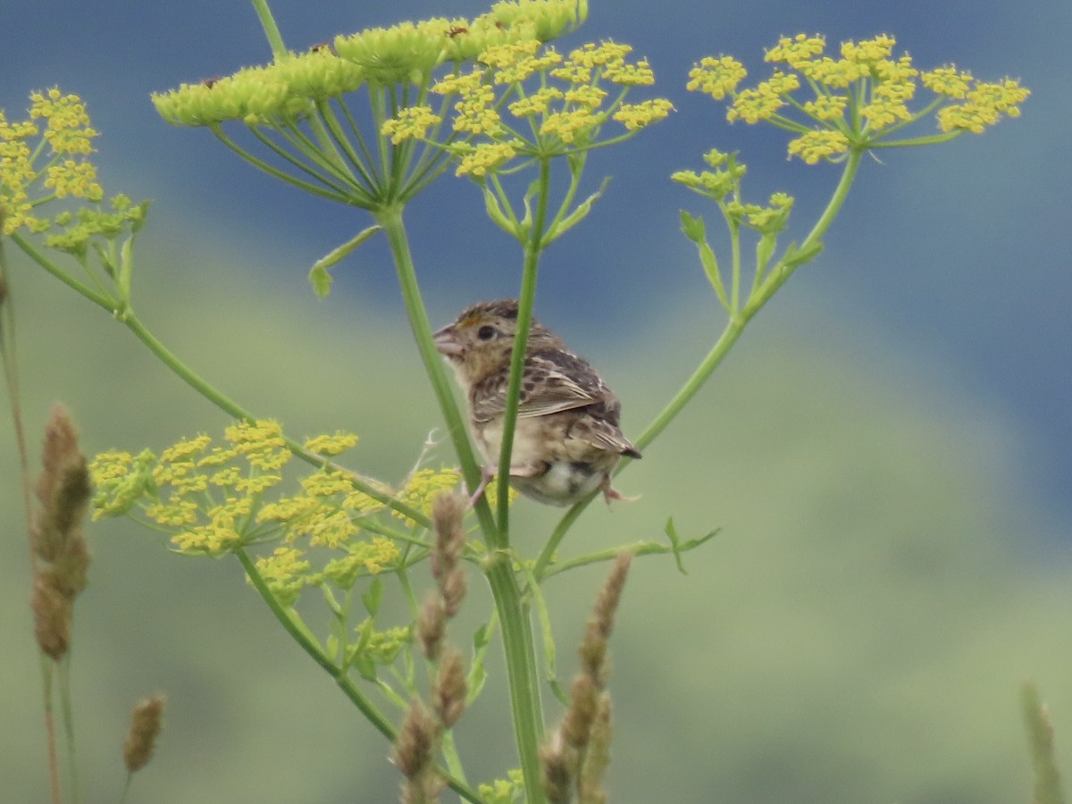 Chingolo Saltamontes - ML638329254