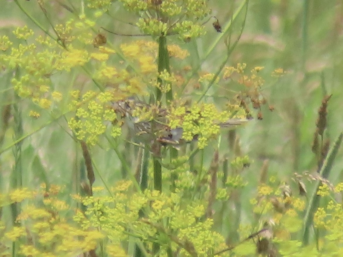 Henslow's Sparrow - ML638329270