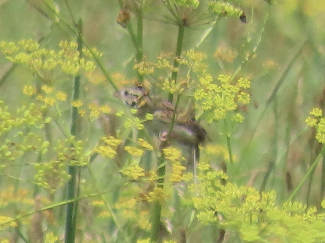 Henslow's Sparrow - ML638329271
