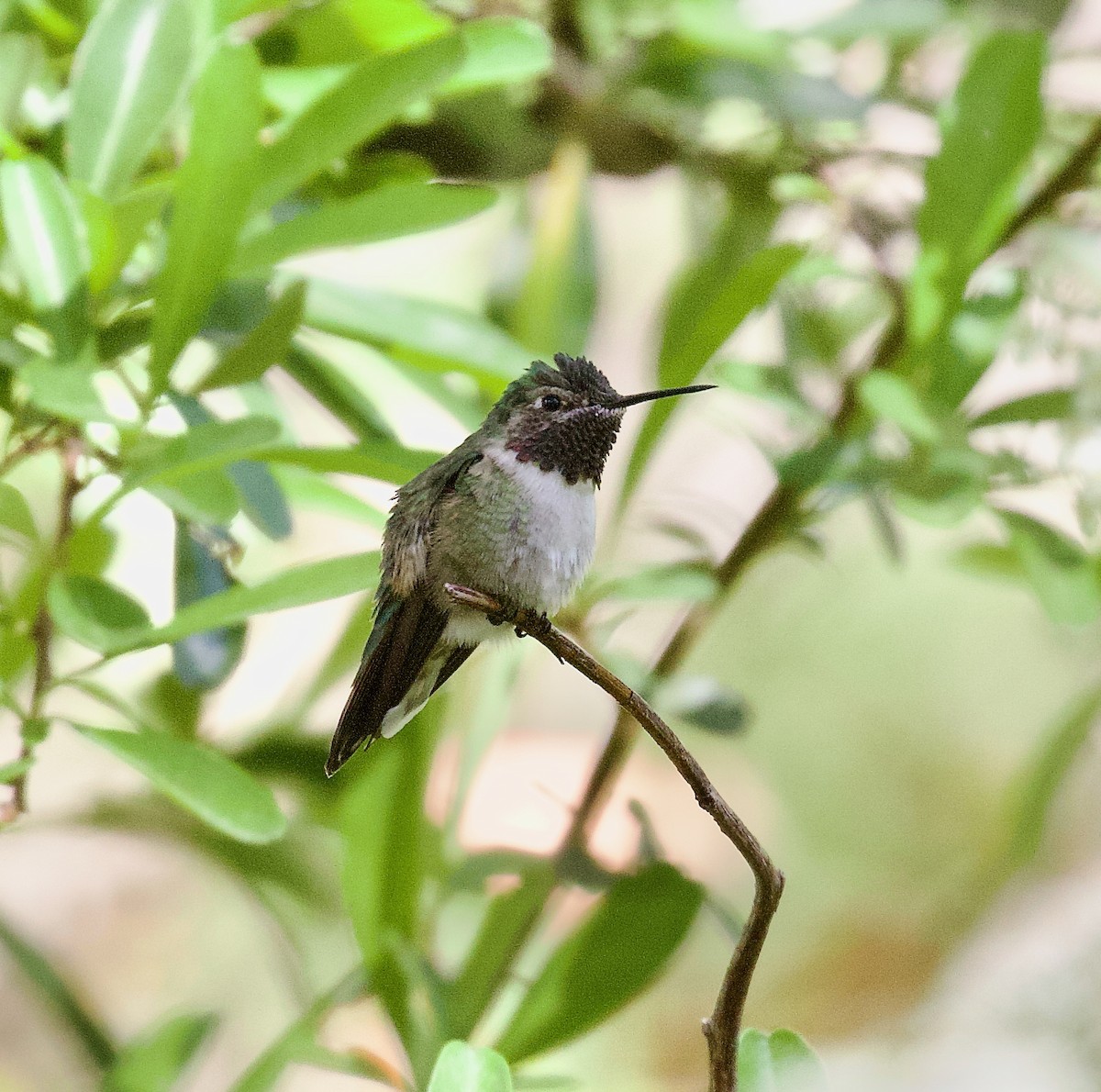 bredstjertkolibri - ML638329304