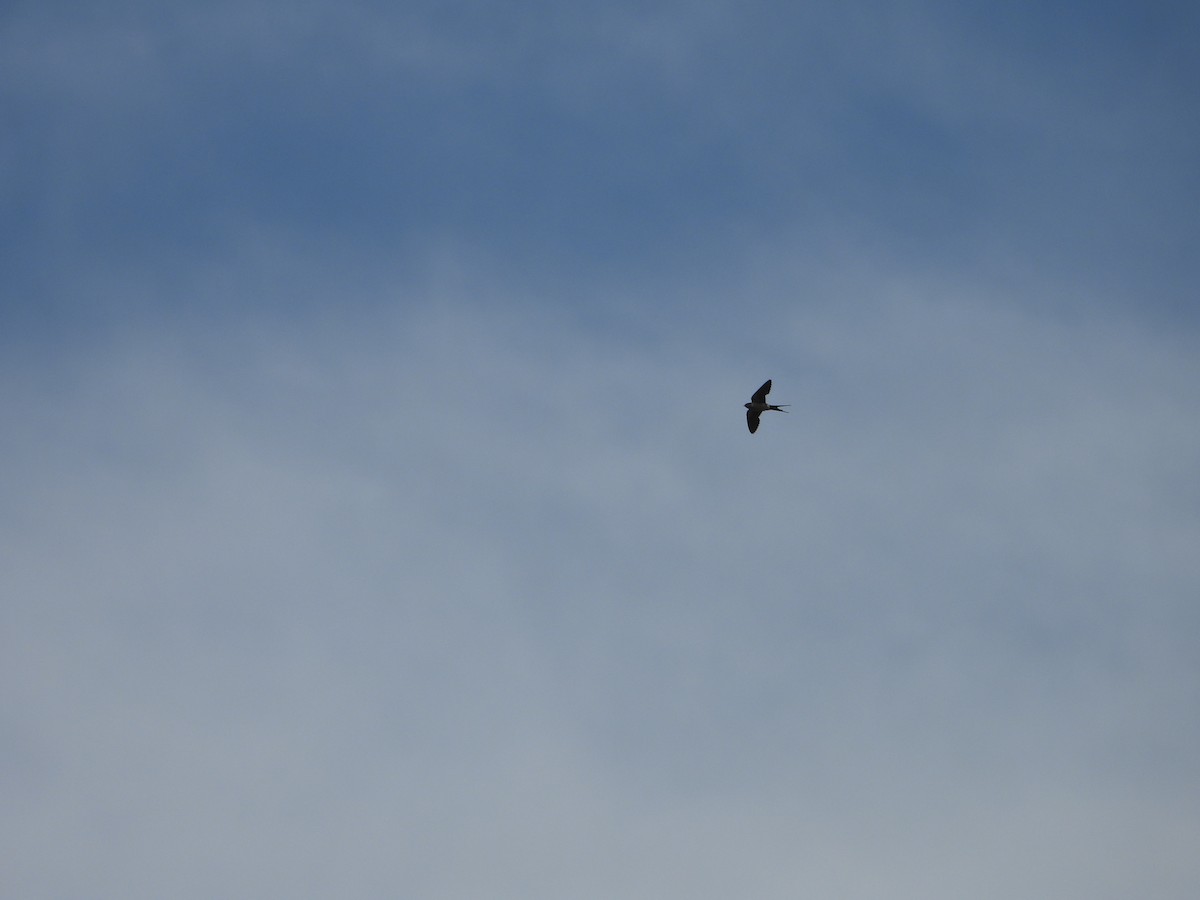 Eastern Red-rumped Swallow - ML638329313