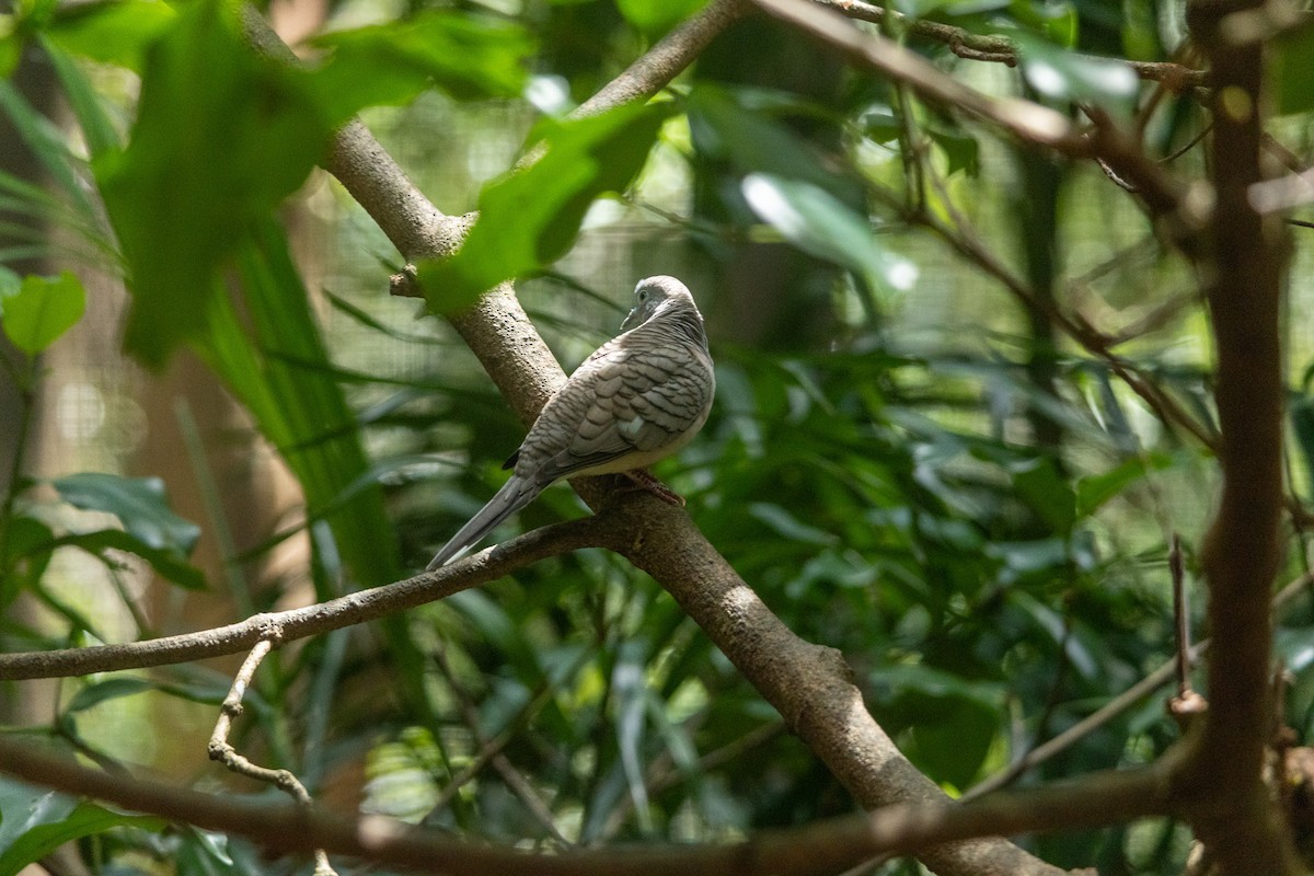 Peaceful Dove - ML638329314