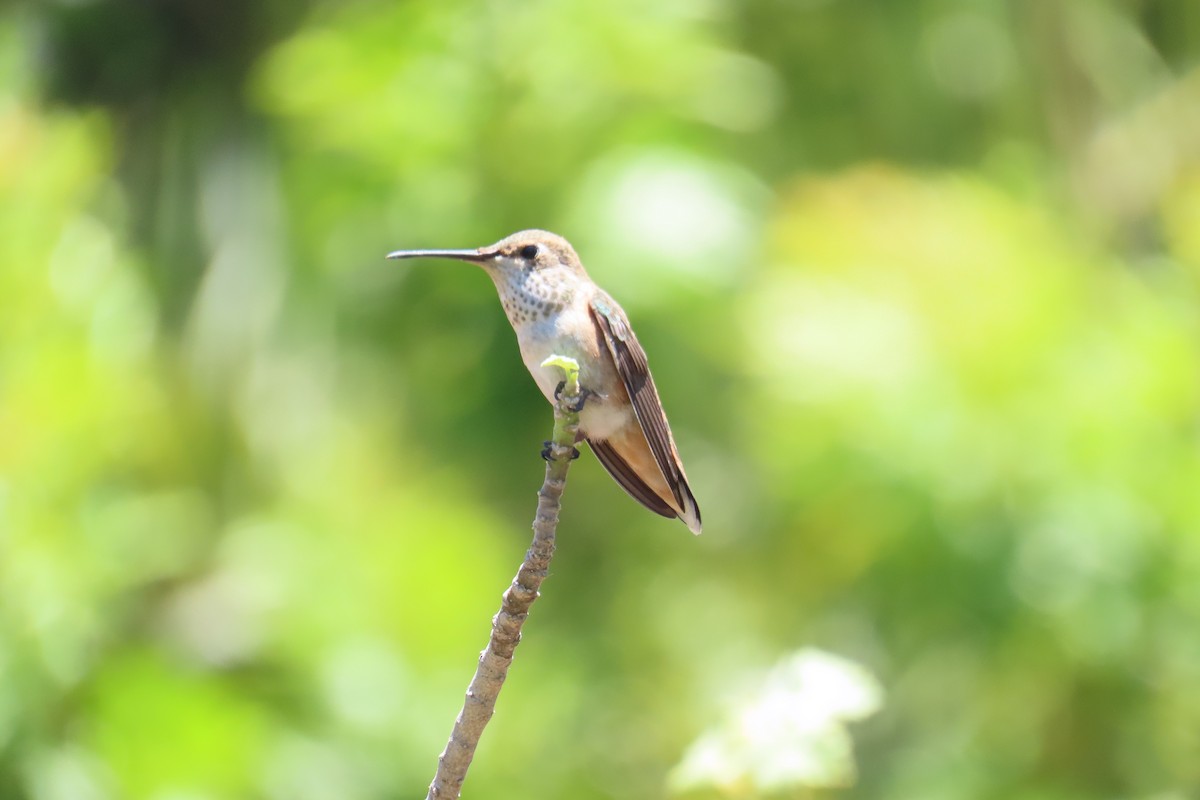 Colibrí de Allen - ML638329317