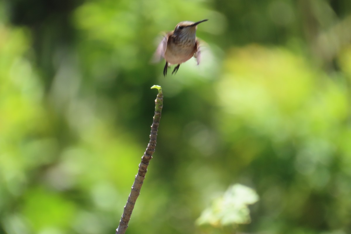Colibrí de Allen - ML638329319
