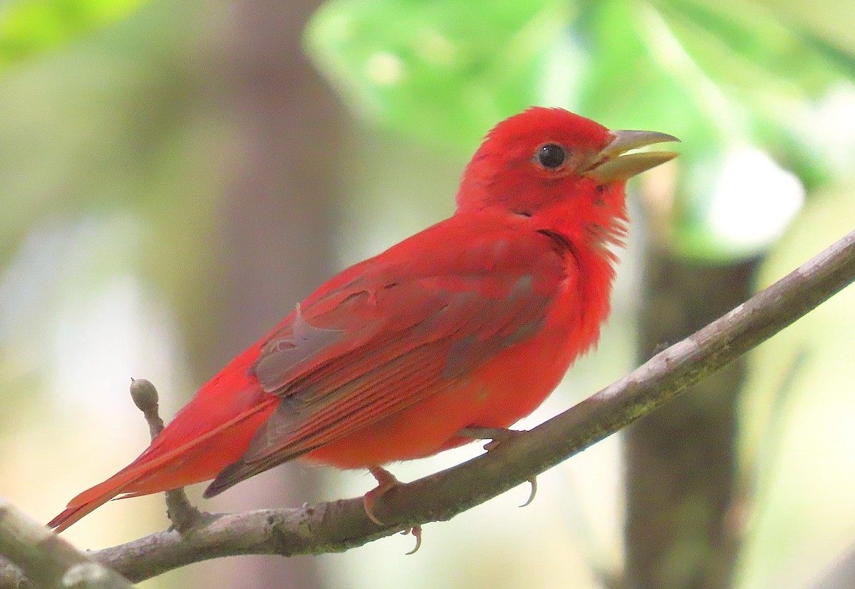 Piranga Roja - ML638329324