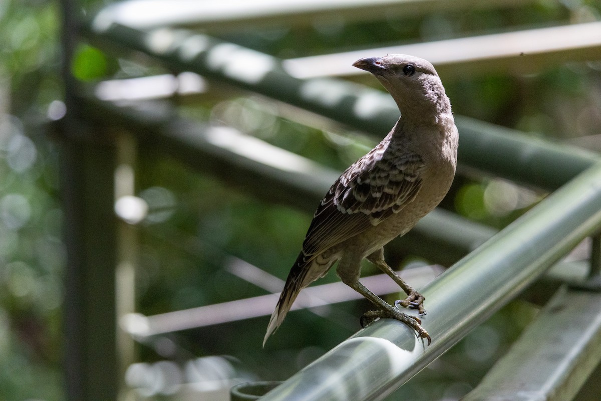 Great Bowerbird - ML638329331