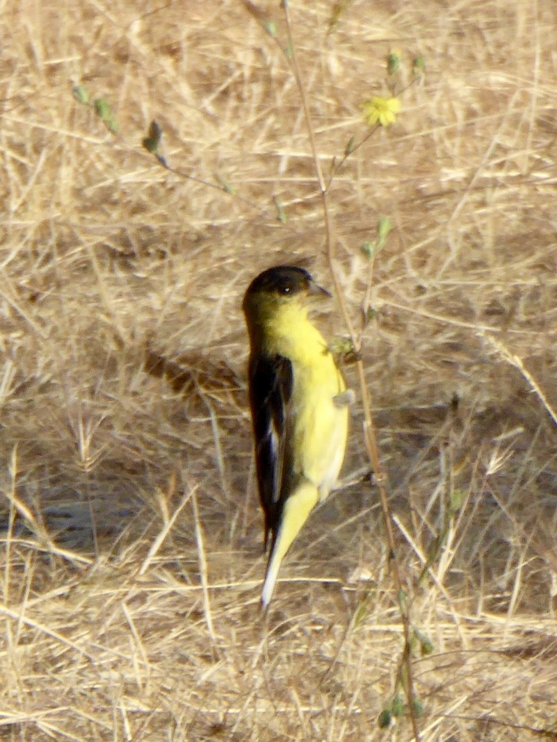 Lesser Goldfinch - ML638329332