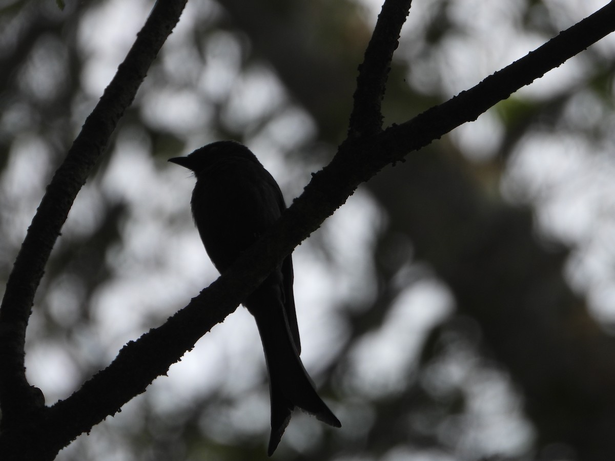 askedrongo - ML638329333