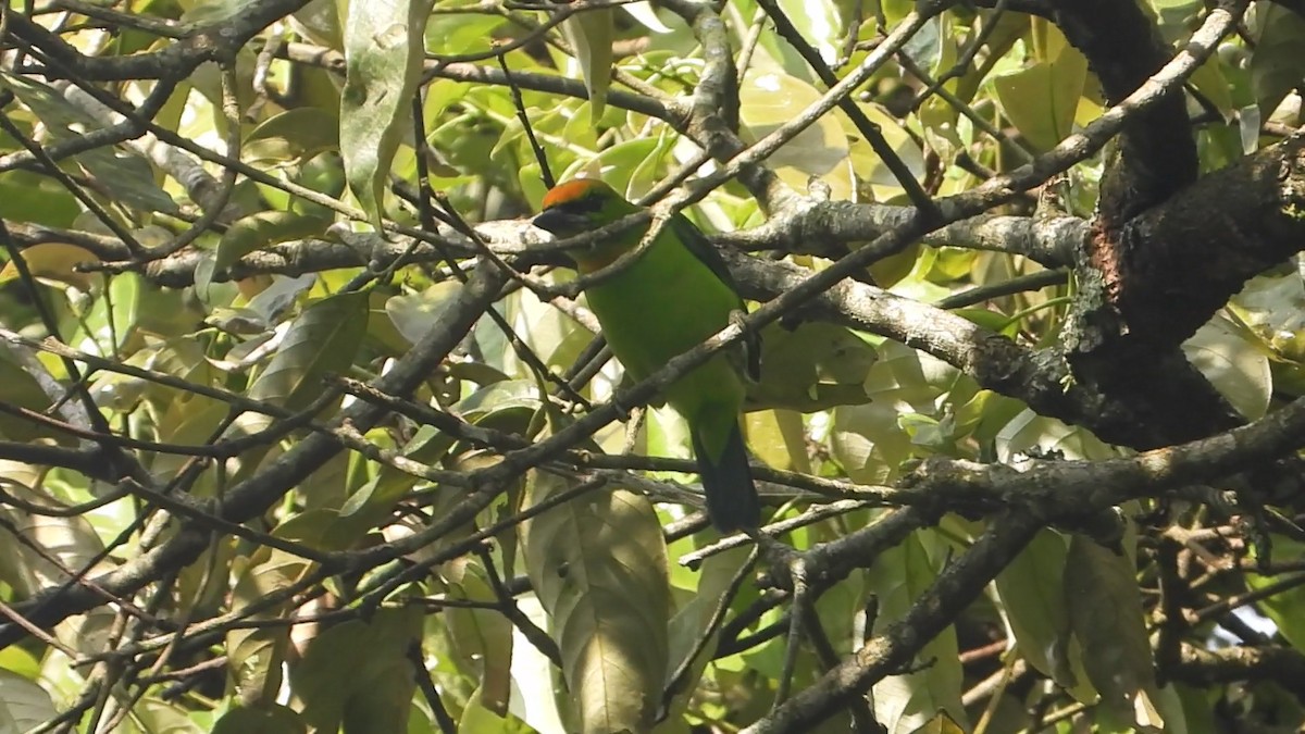 Flame-fronted Barbet - ML638329369